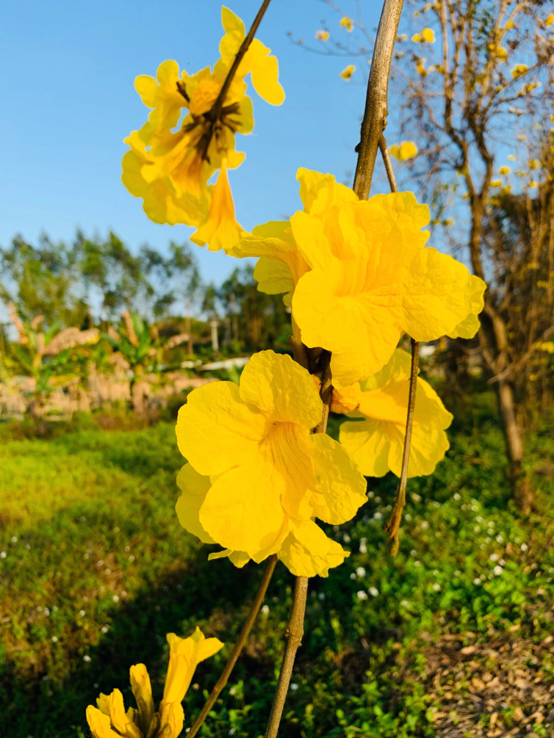 黄花风铃花语图片