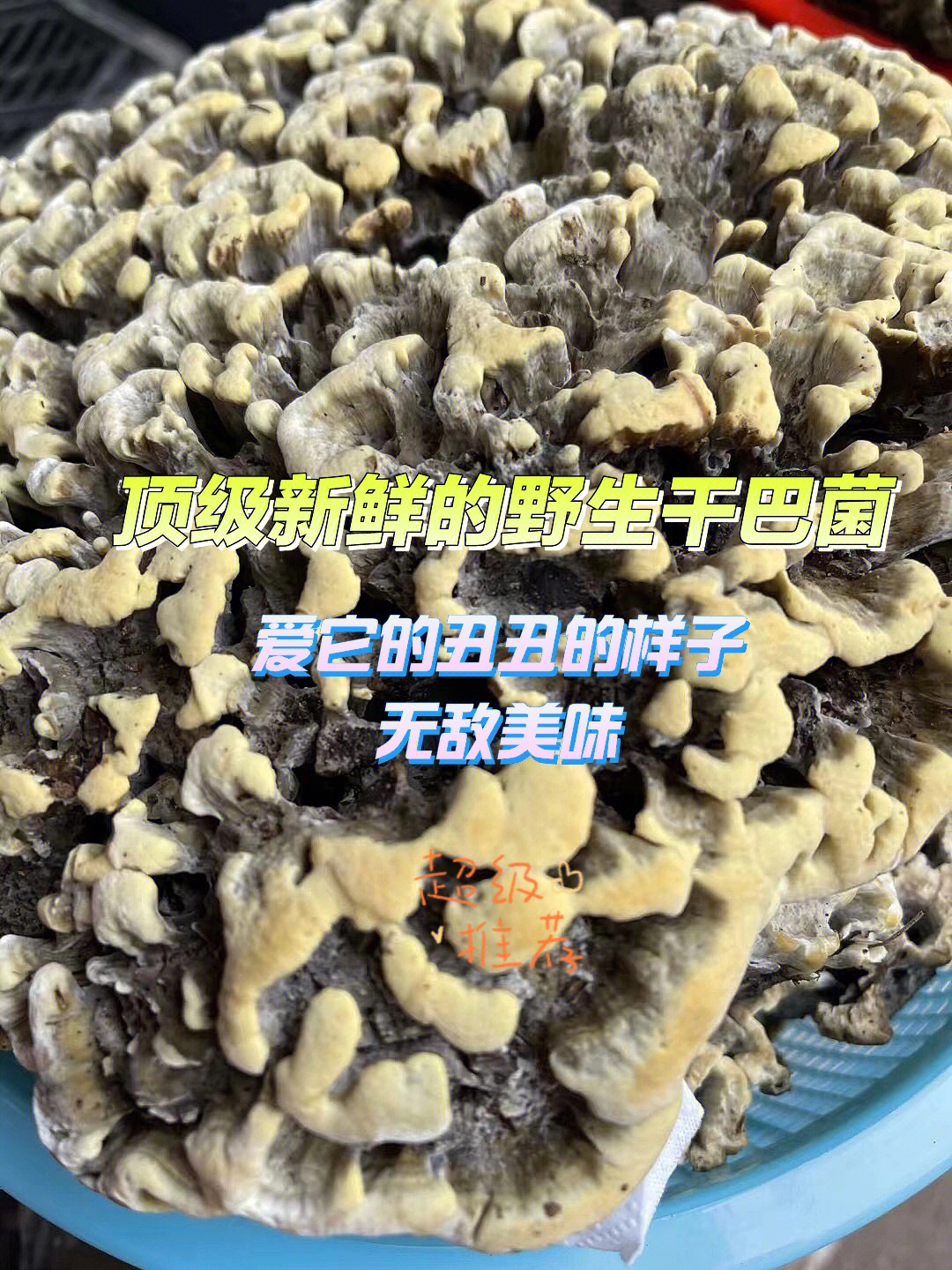 干巴菌图片及功效图片