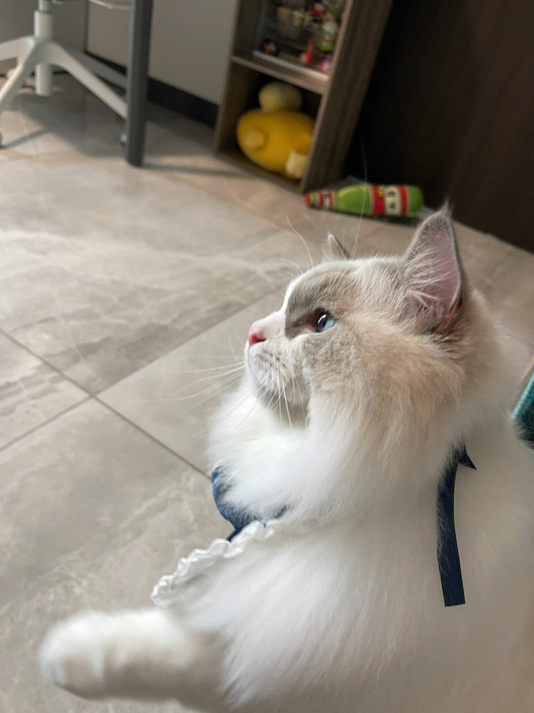 小猫咪不太聪明的样子