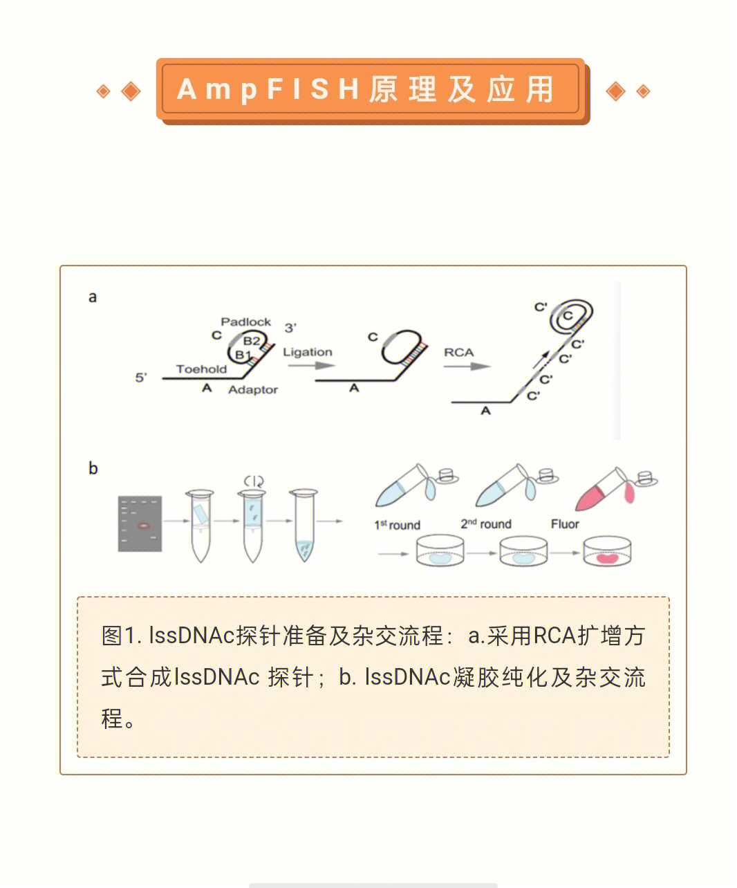 司南生物成功推出ampfish系列服务项目