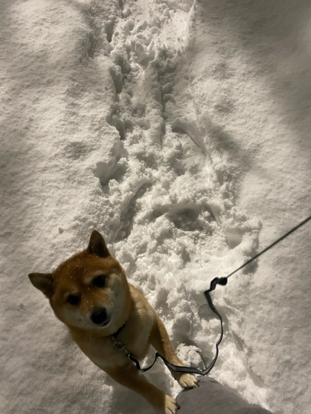 柴犬和雪