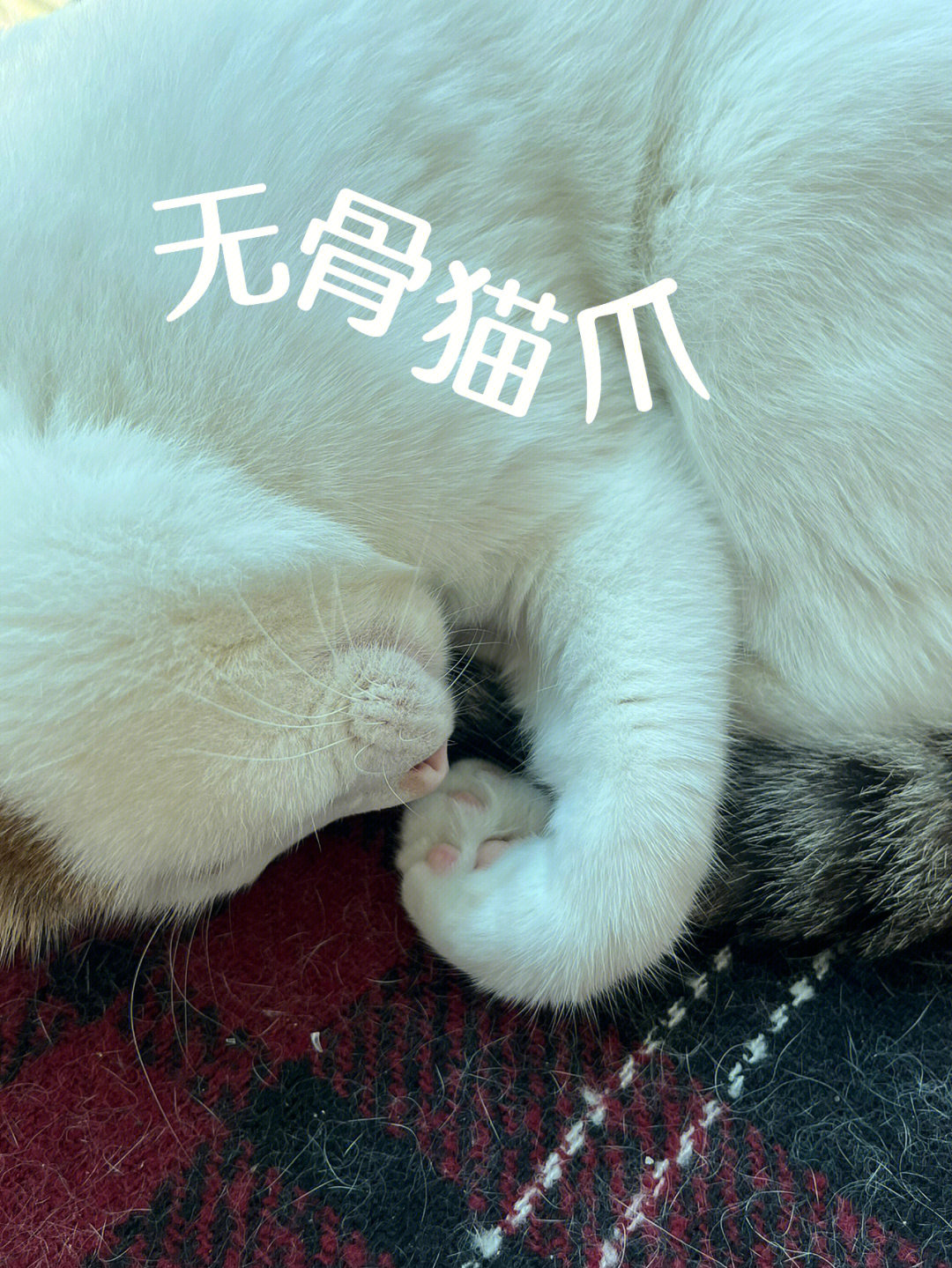 小猫咪果然是水做的#猫