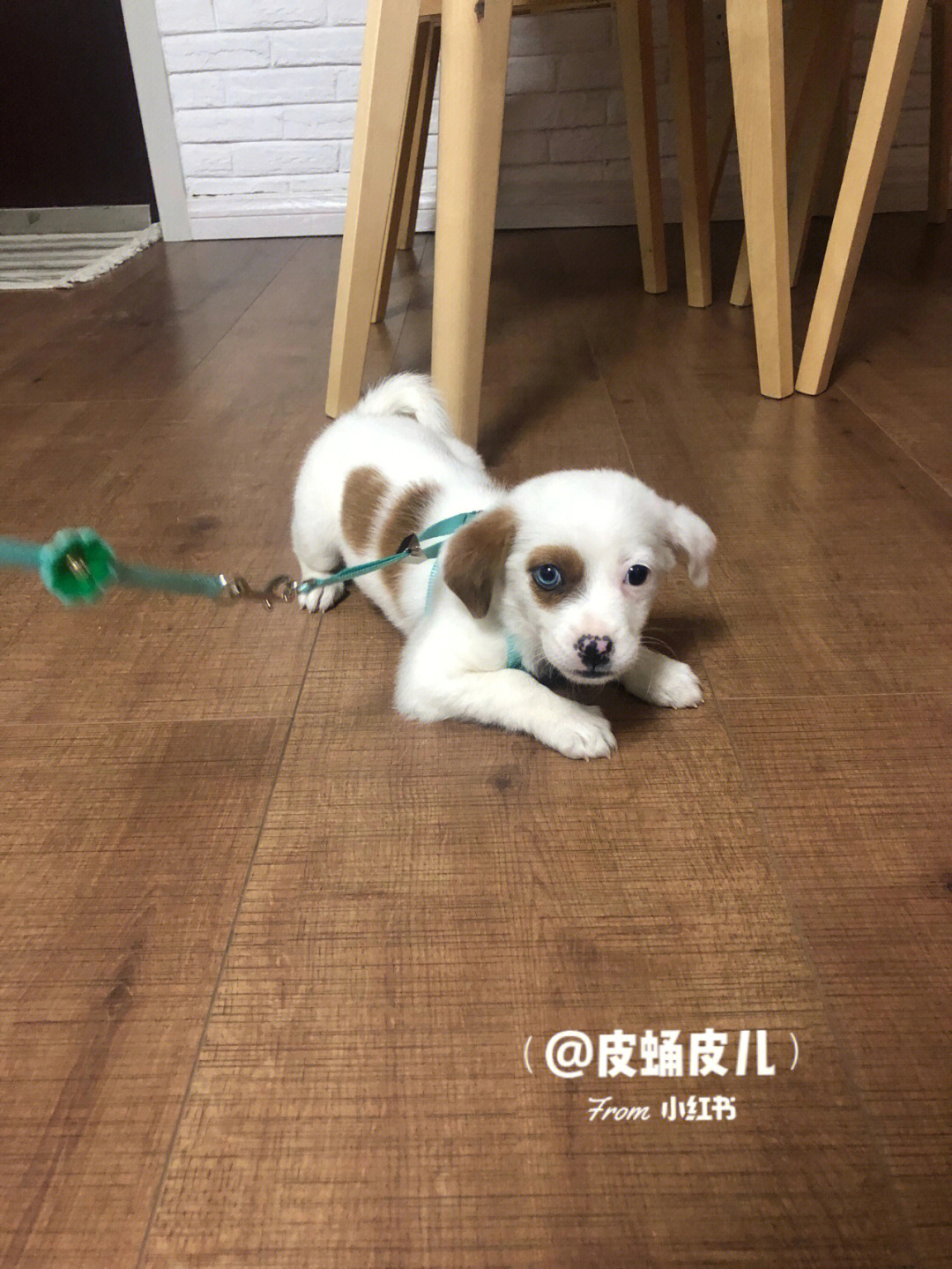 比格猎犬串串图片