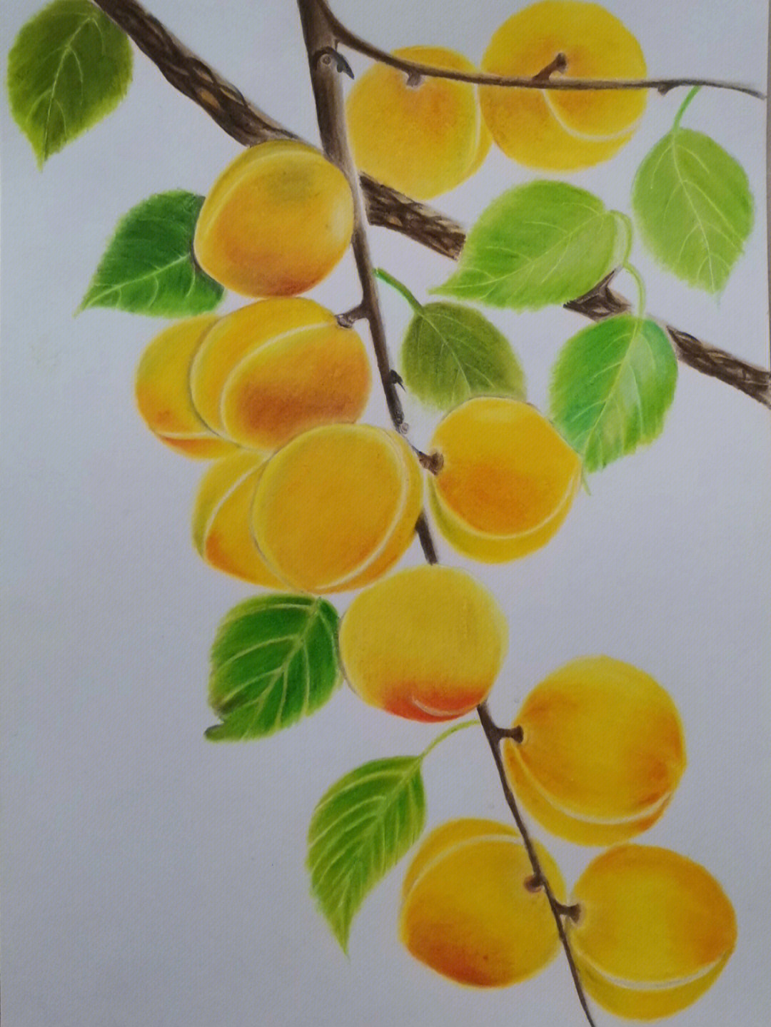 银杏树怎么画彩铅图片