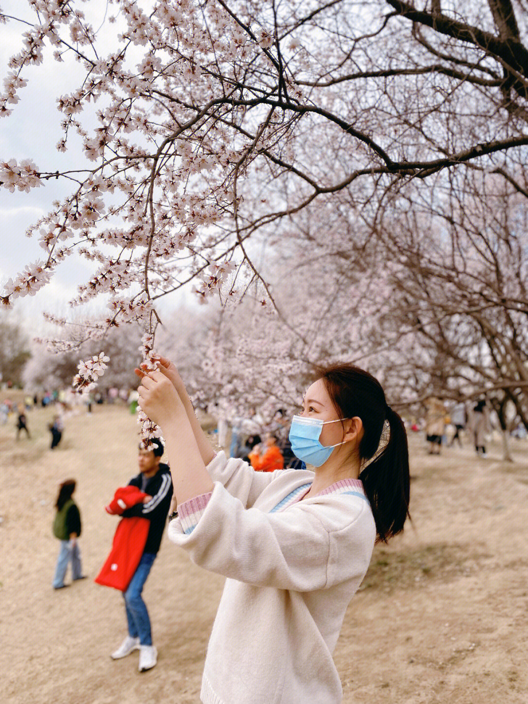 奥森的山桃花