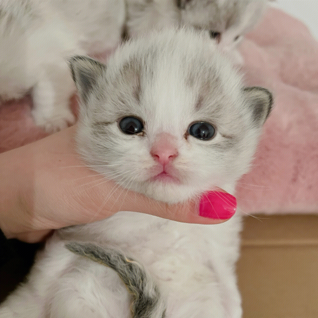 蓝山布偶猫海山布偶猫崽崽