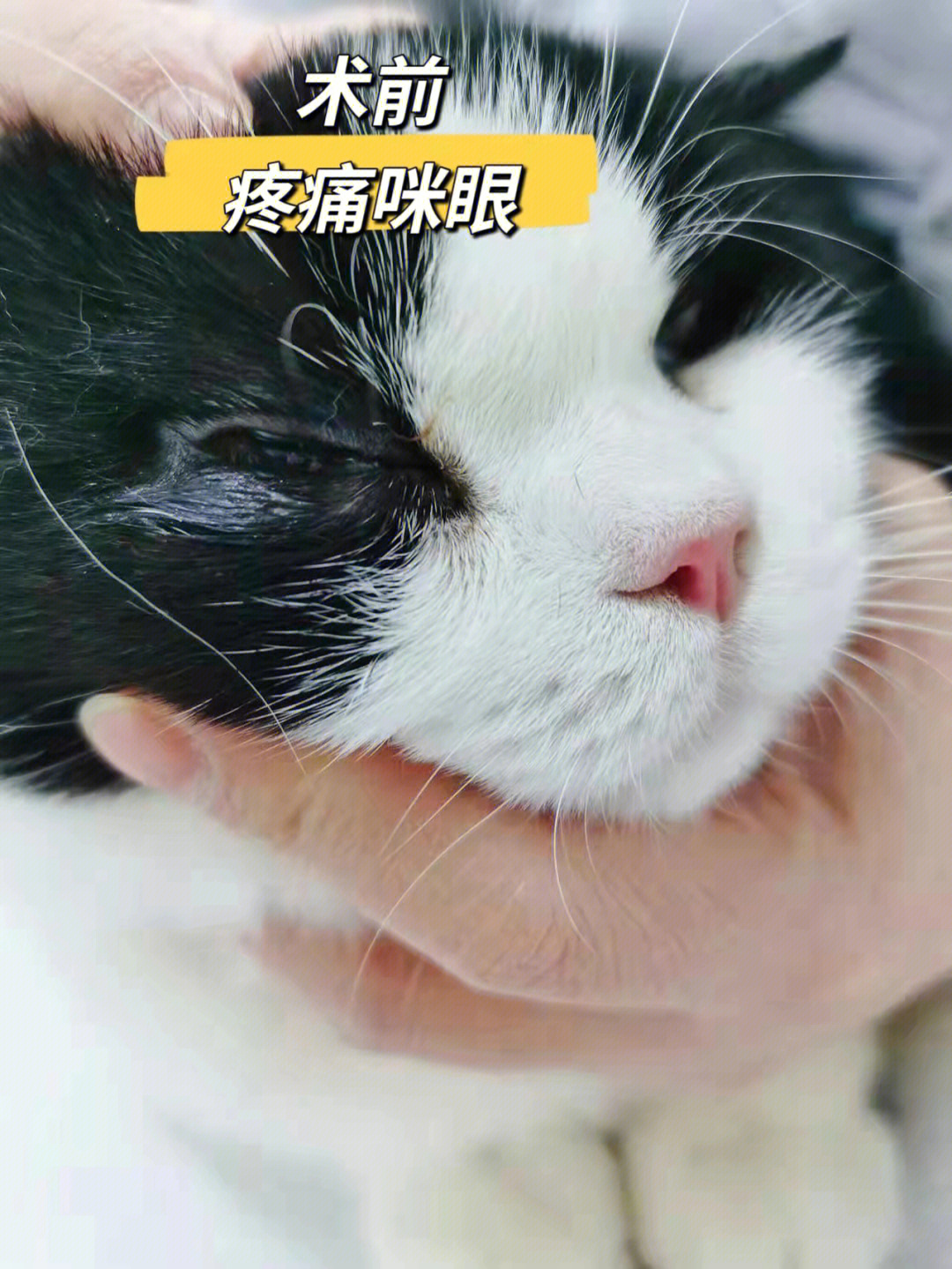 缅因猫眼睑内翻图片