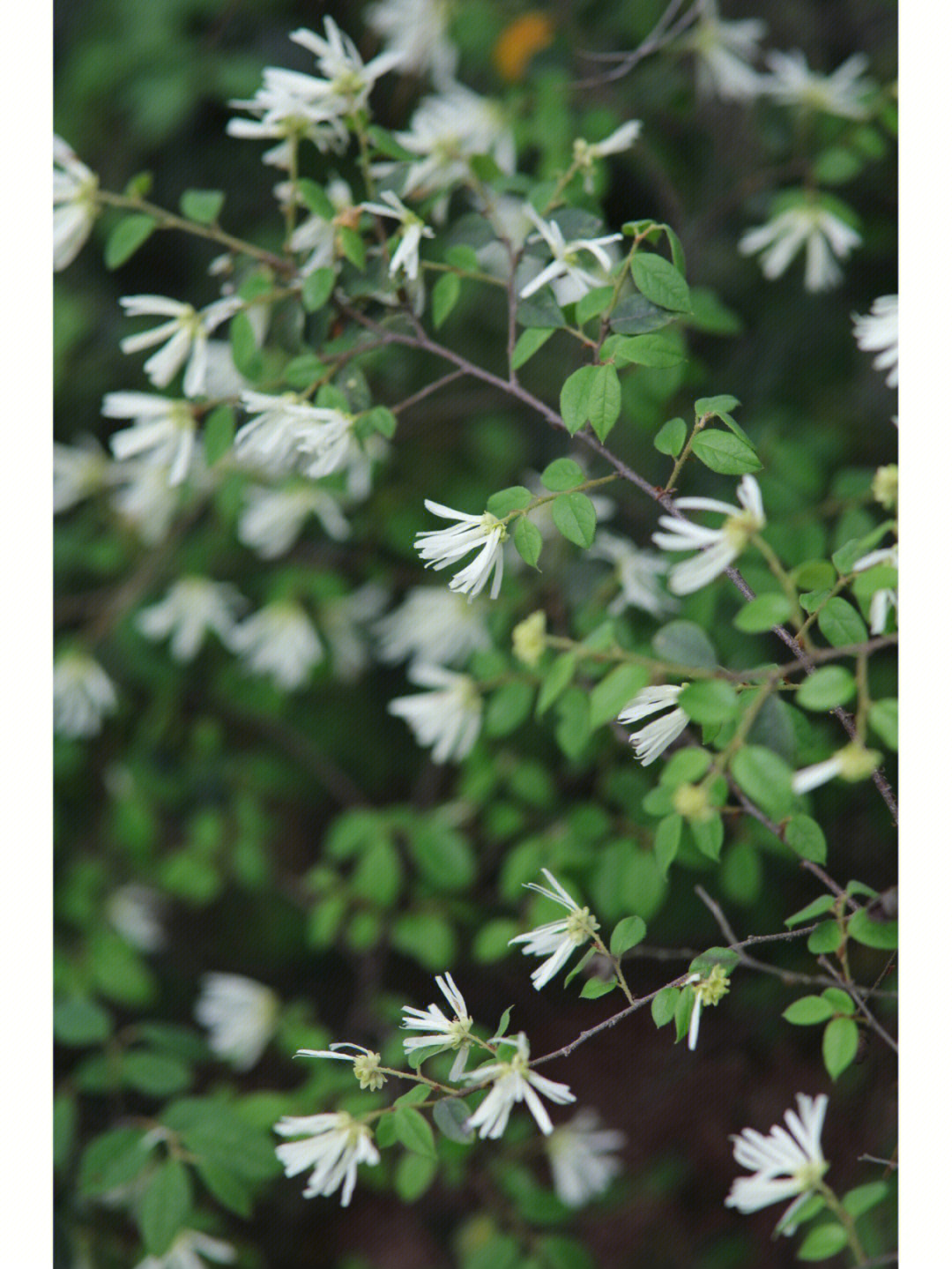 白花继木花期图片
