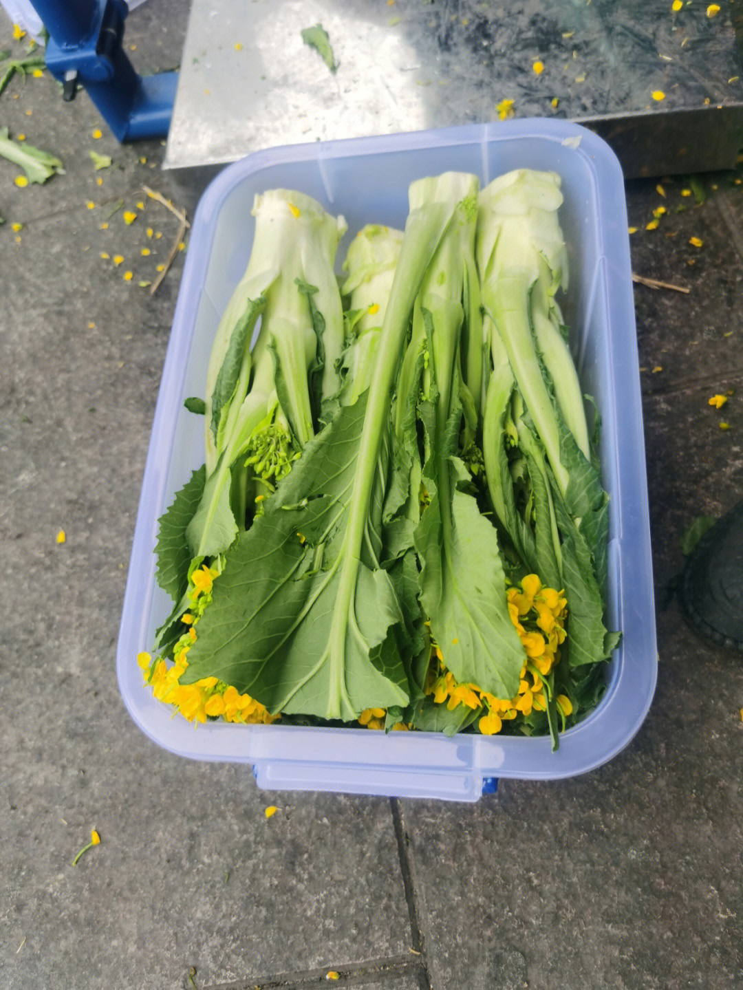 迟菜心和菜心的区别图片