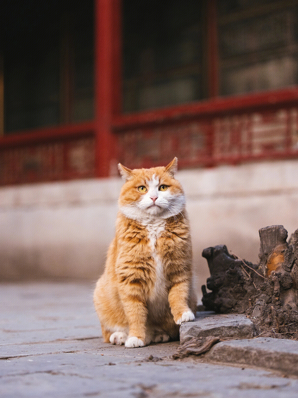 故宫的帕帕图片