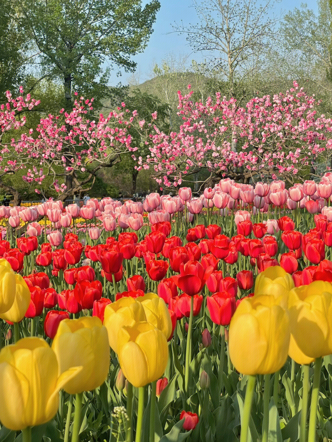 北京植物园升级成国家植物园啦7515现在正值观赏郁金香,桃花,海棠