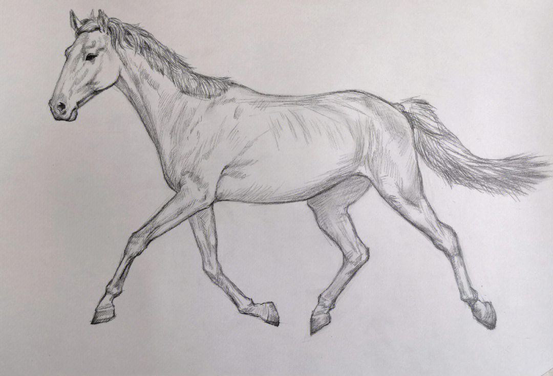 马的素描画法及步骤图片