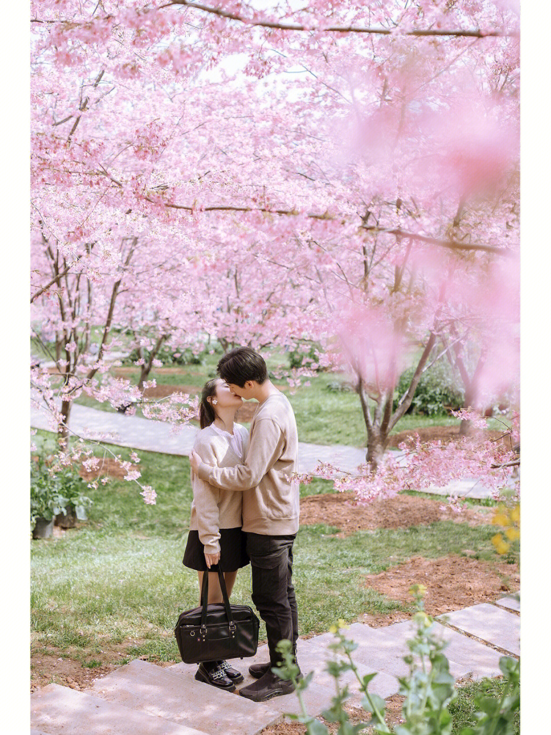 樱花树下牵手情侣图图片