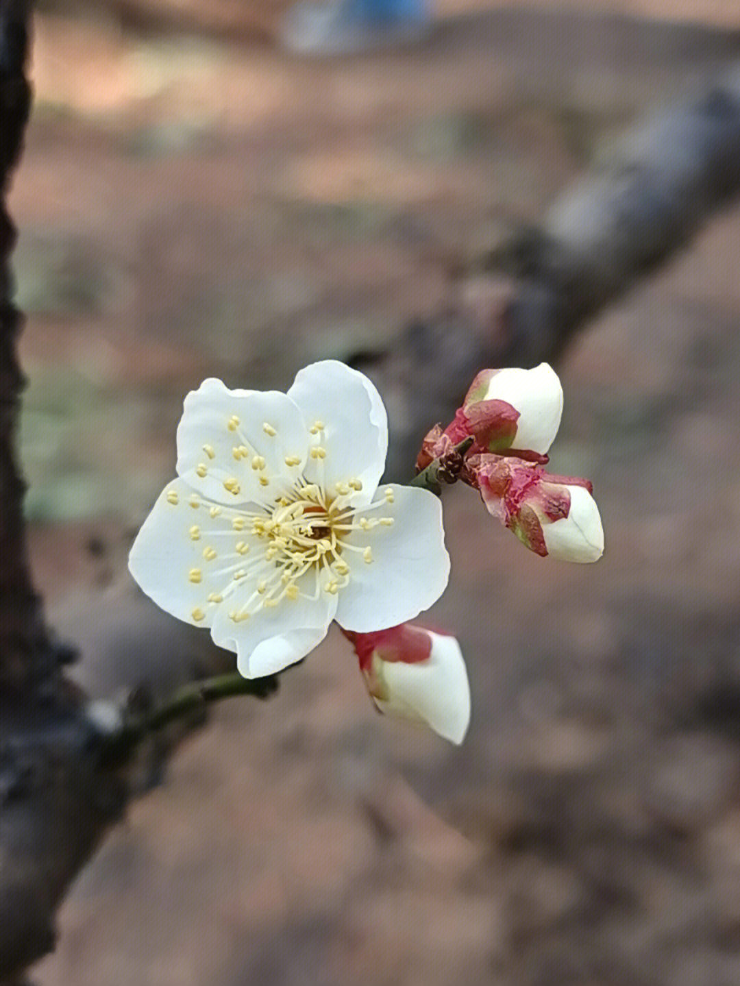 梅花什么时候开花图片