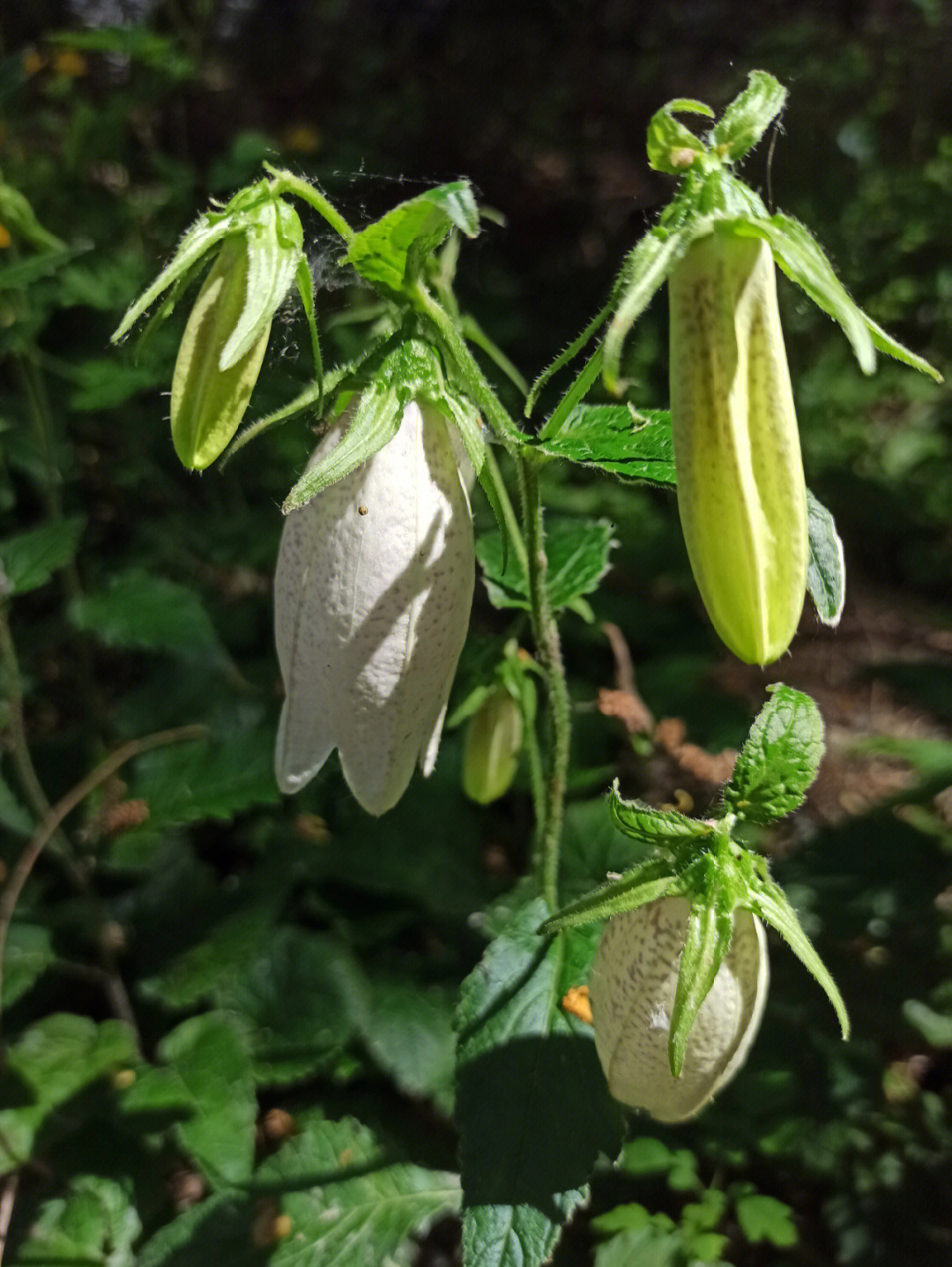 紫斑风铃花有毒图片