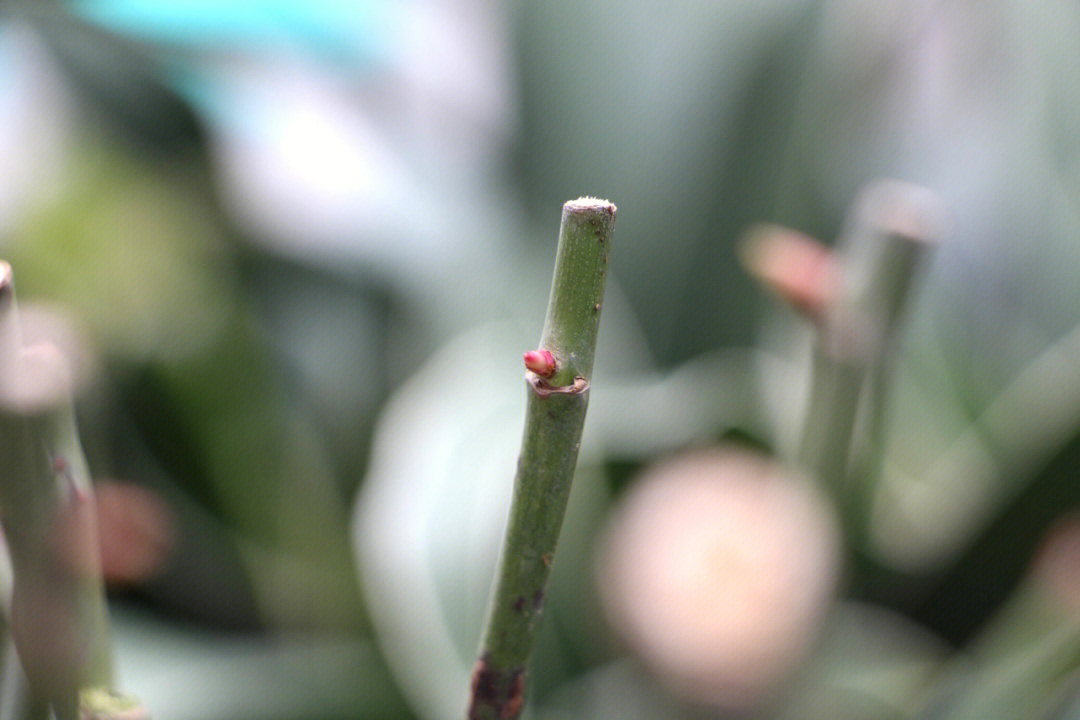 黄杨花苞与芽点区分图片