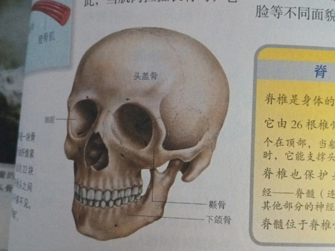 小男孩伏犀骨图解图片