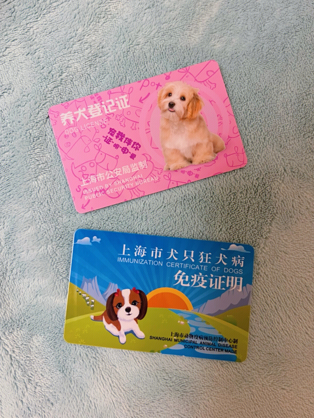 上海狗证图片