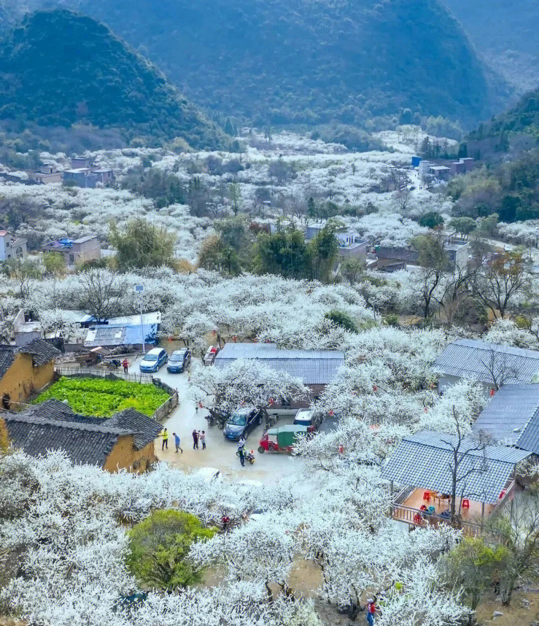 清远小林芝漫山遍野梨花开