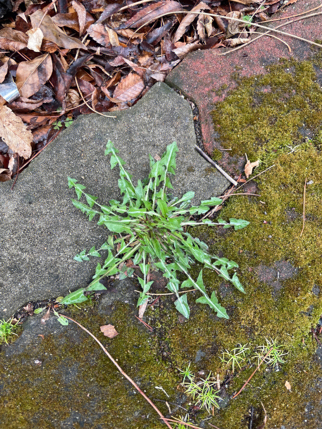 哪个是荠菜找了半天了