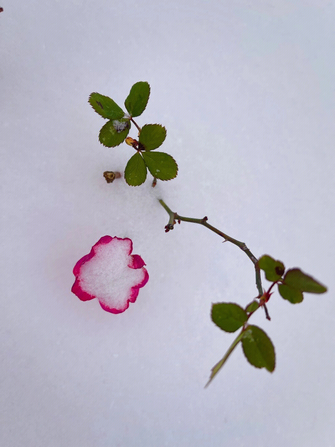 葩红雪白互依偎,披纱月季扮花魁.