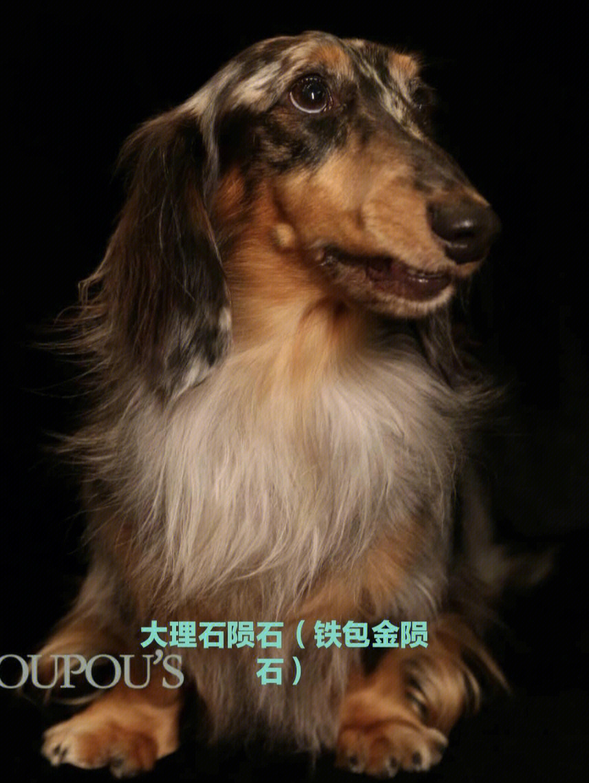 小时代犬舍迷你长毛腊肠犬陨石色系