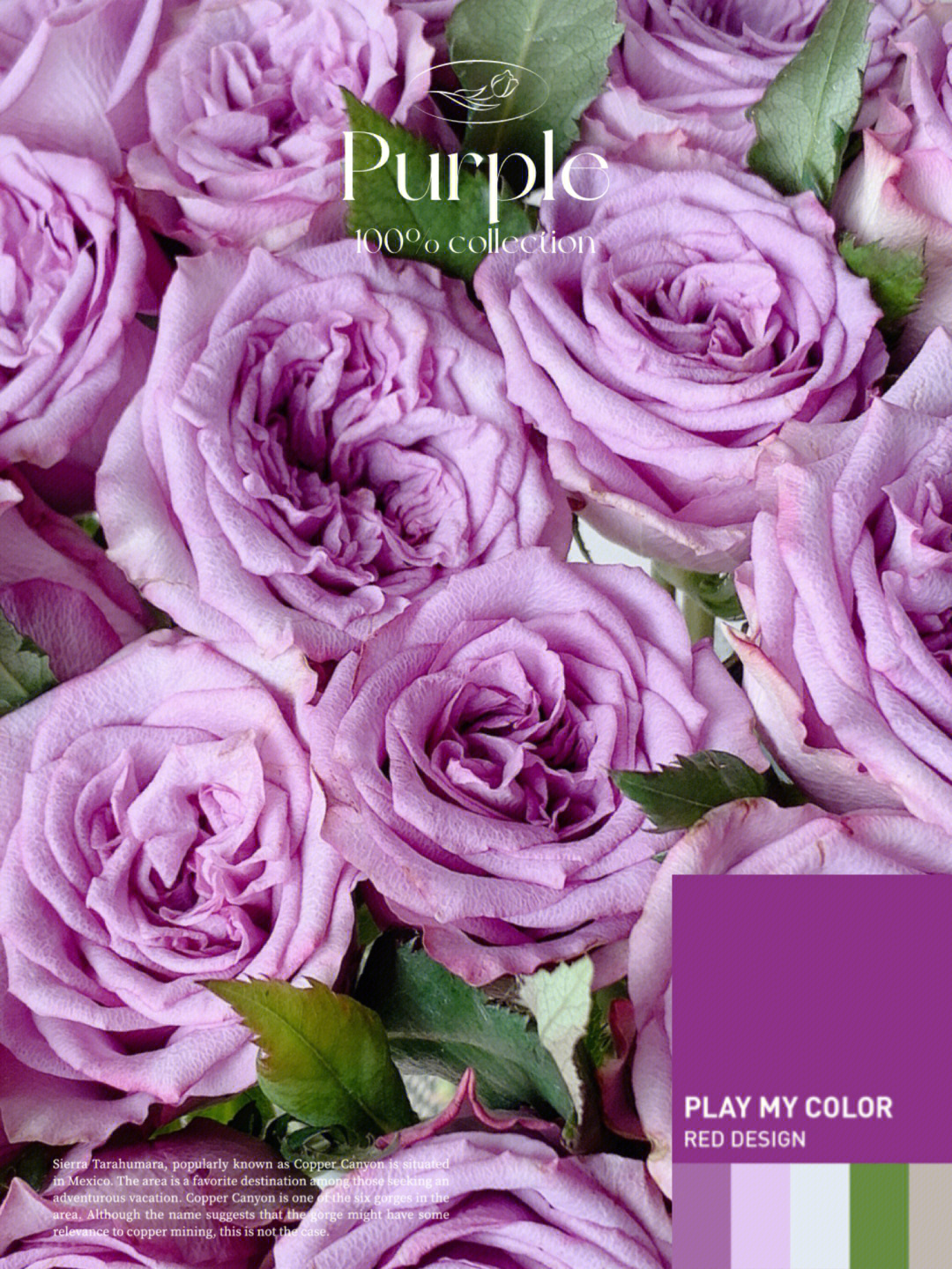 开放度一般,有轻微的香味,喜欢紫色系玫瑰的可以入手多洛塔玫瑰花语