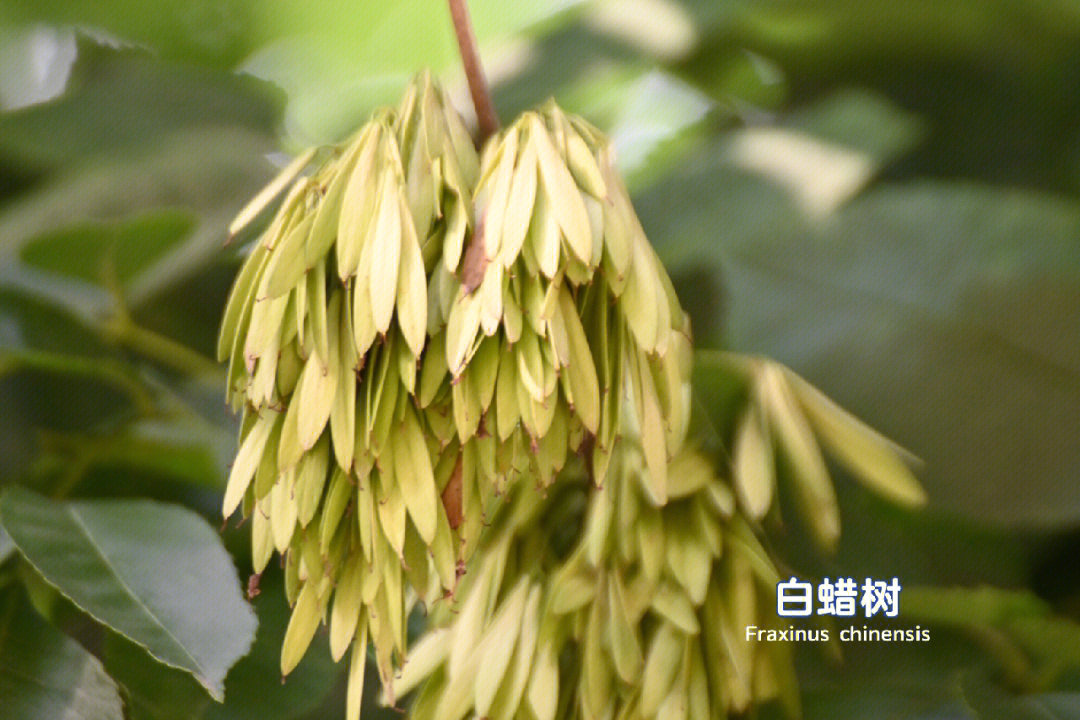 花与万物87白蜡树