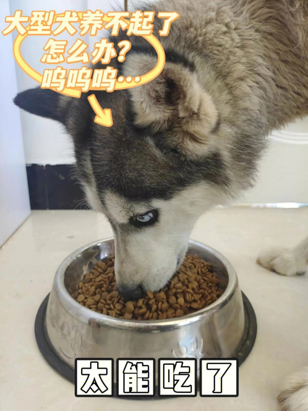 大型犬养不起了怎么办呜呜呜