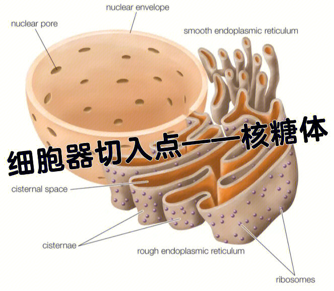 核糖体的简易图图片