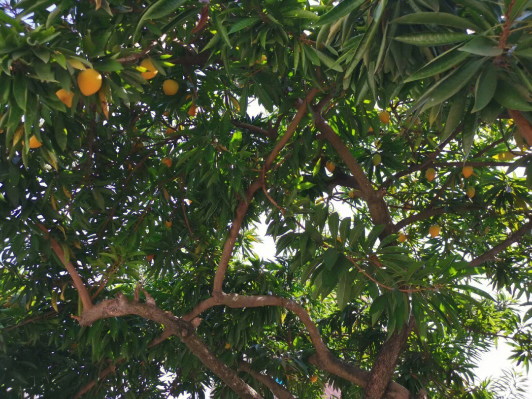 白花鸡蛋果图片