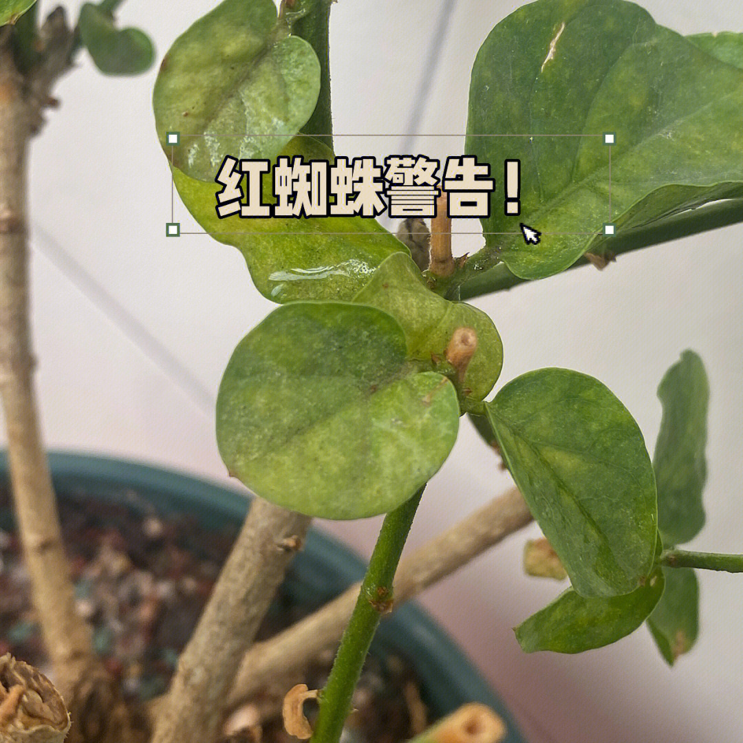 茉莉花红蜘蛛病害图片图片