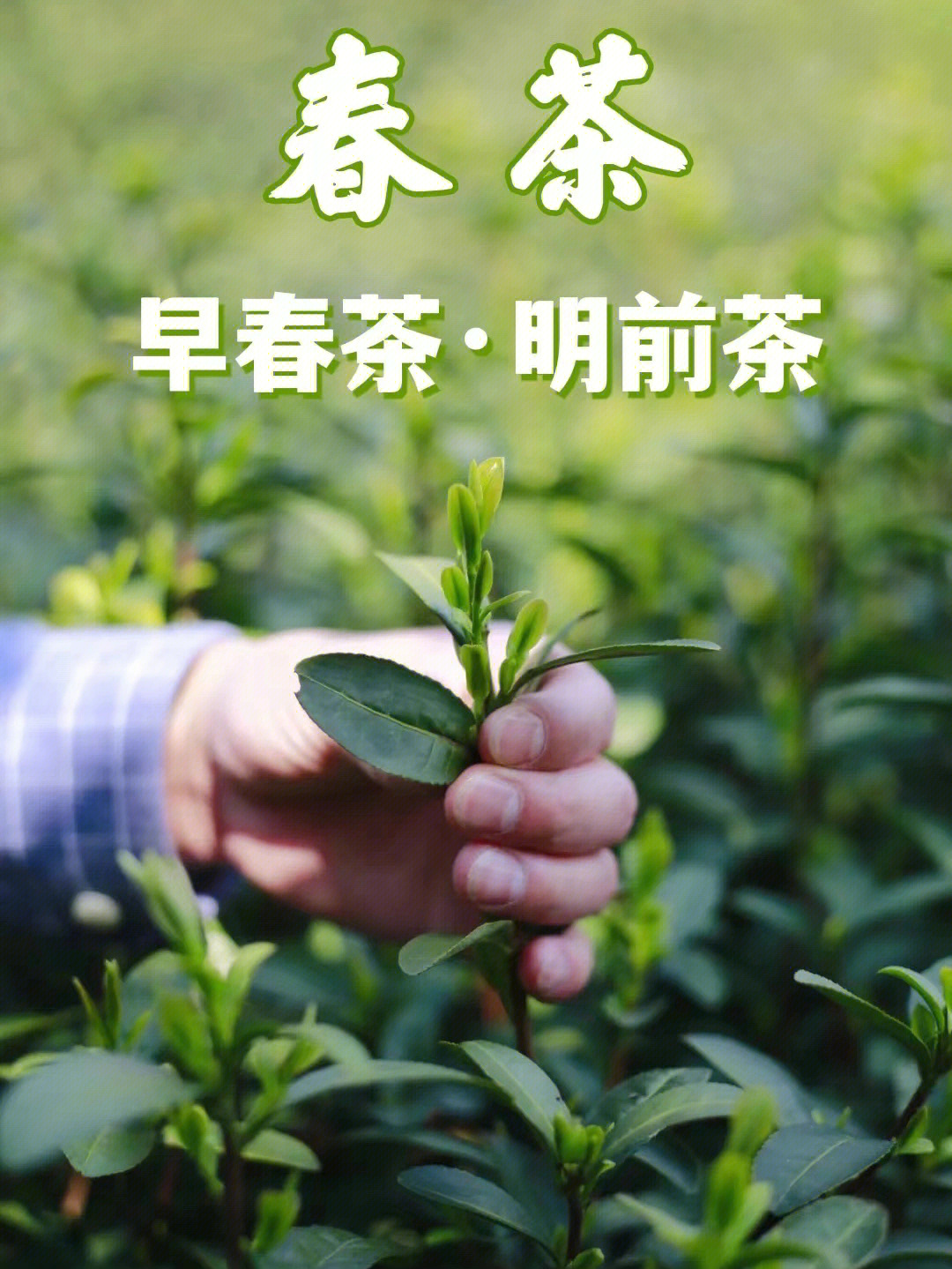 茶知识关于早春茶和明前茶的区别71