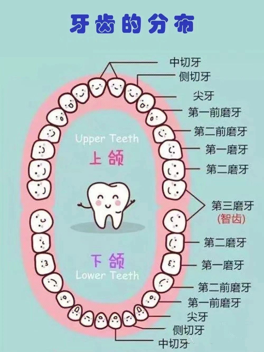 儿童牙齿对照表图片