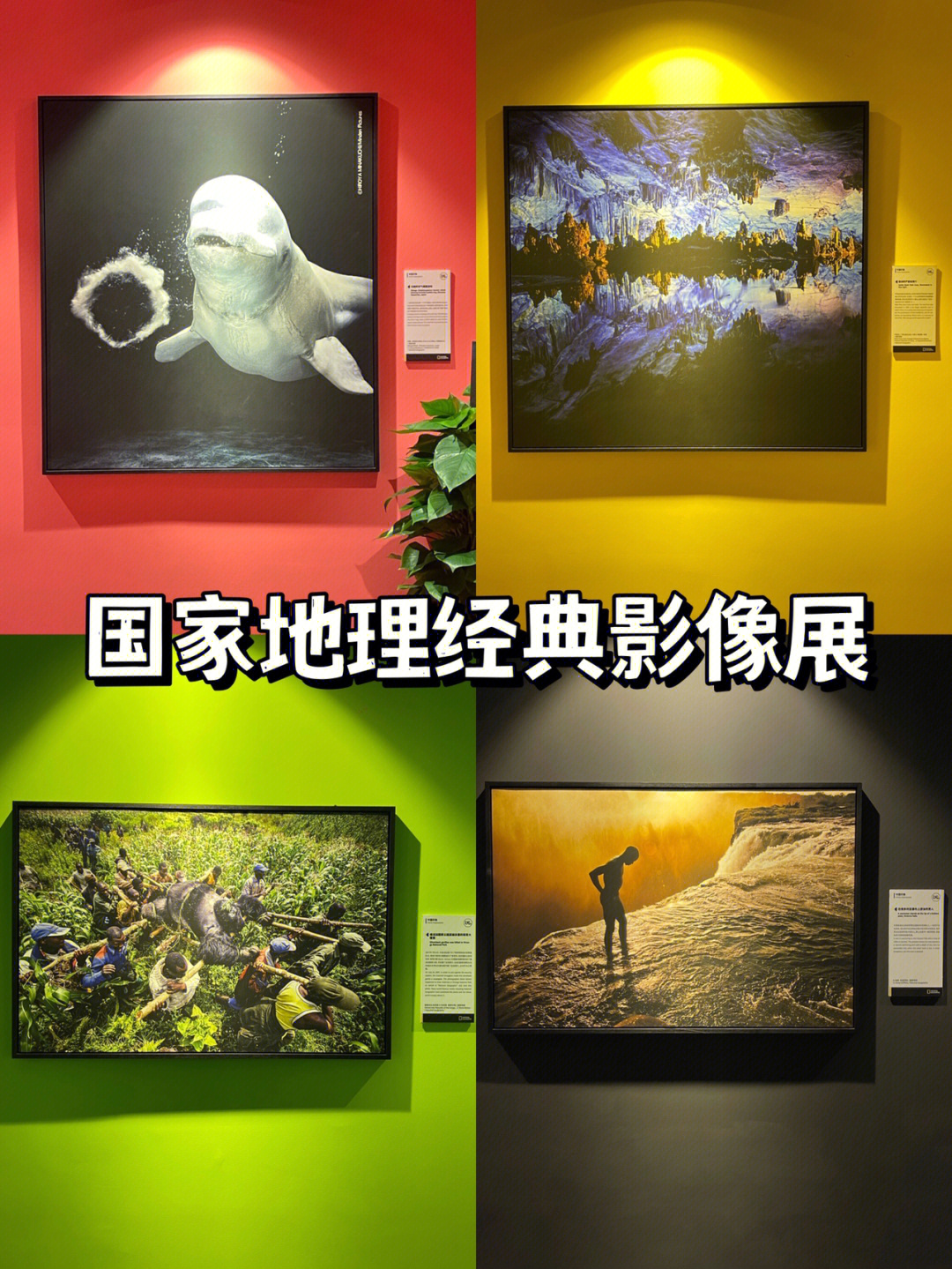 国家地理杂志影像展图片