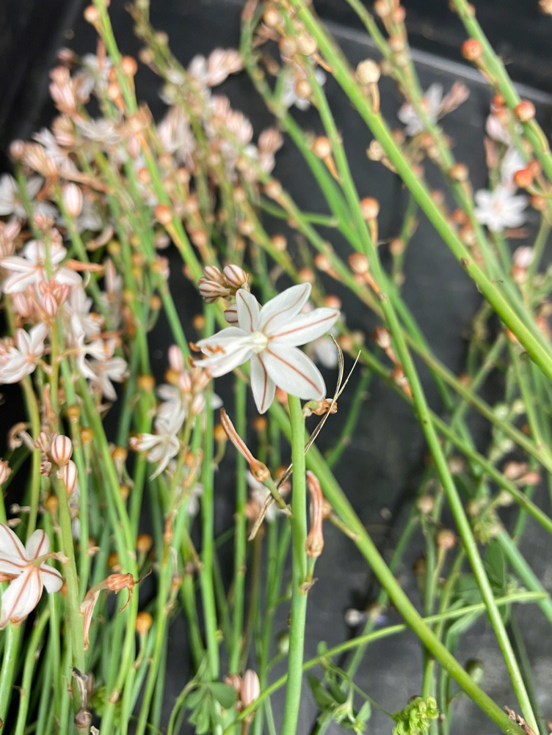 遗传基因优良的小花花图片