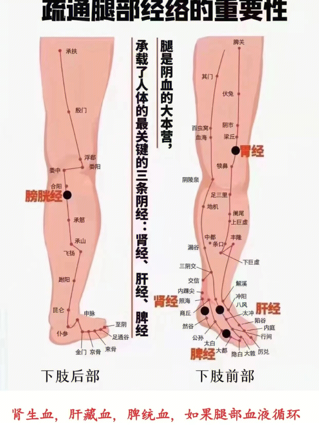 腿部的经络图位置图图片