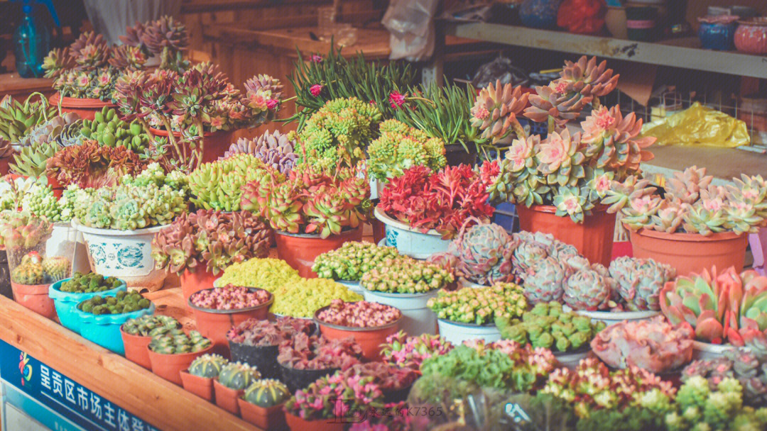 斗南花卉市场一日游图片