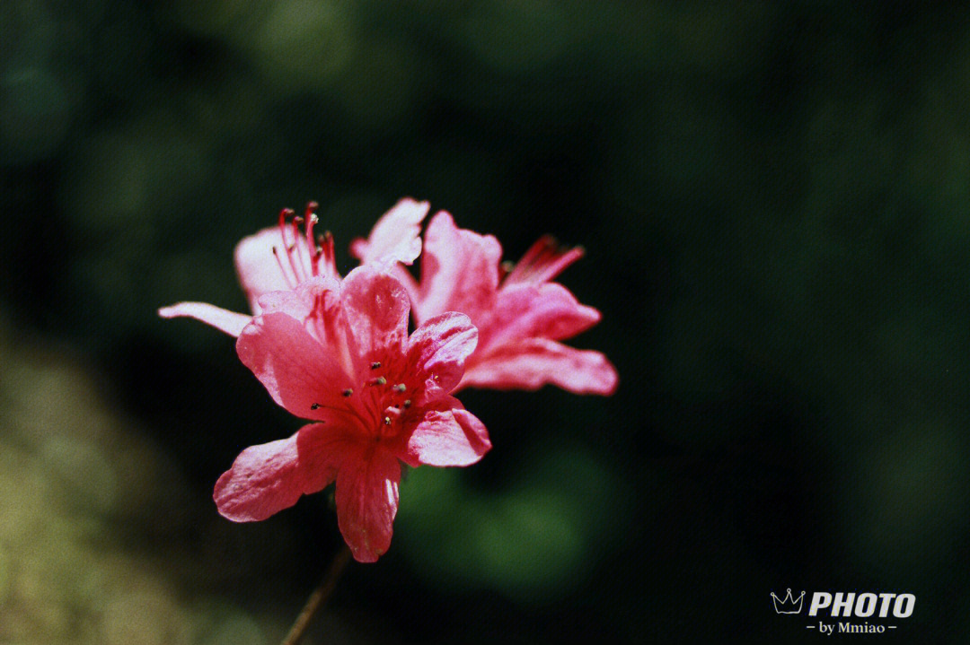 清明的杜鹃花