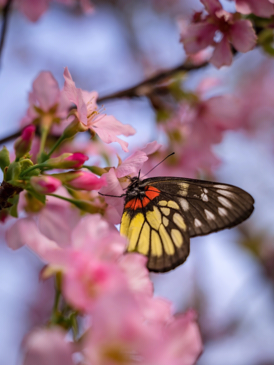昆虫拍摄春天的气息