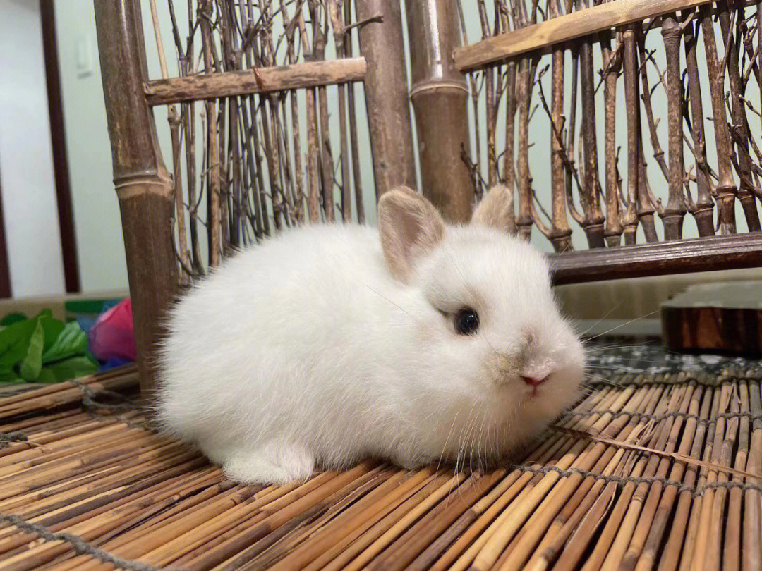 杭州侏儒兔