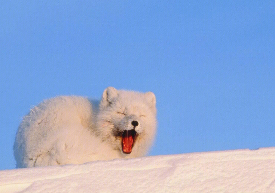 简单介绍下,我们是犬科北极狐属动物,被列入《世界自然保护联盟濒危