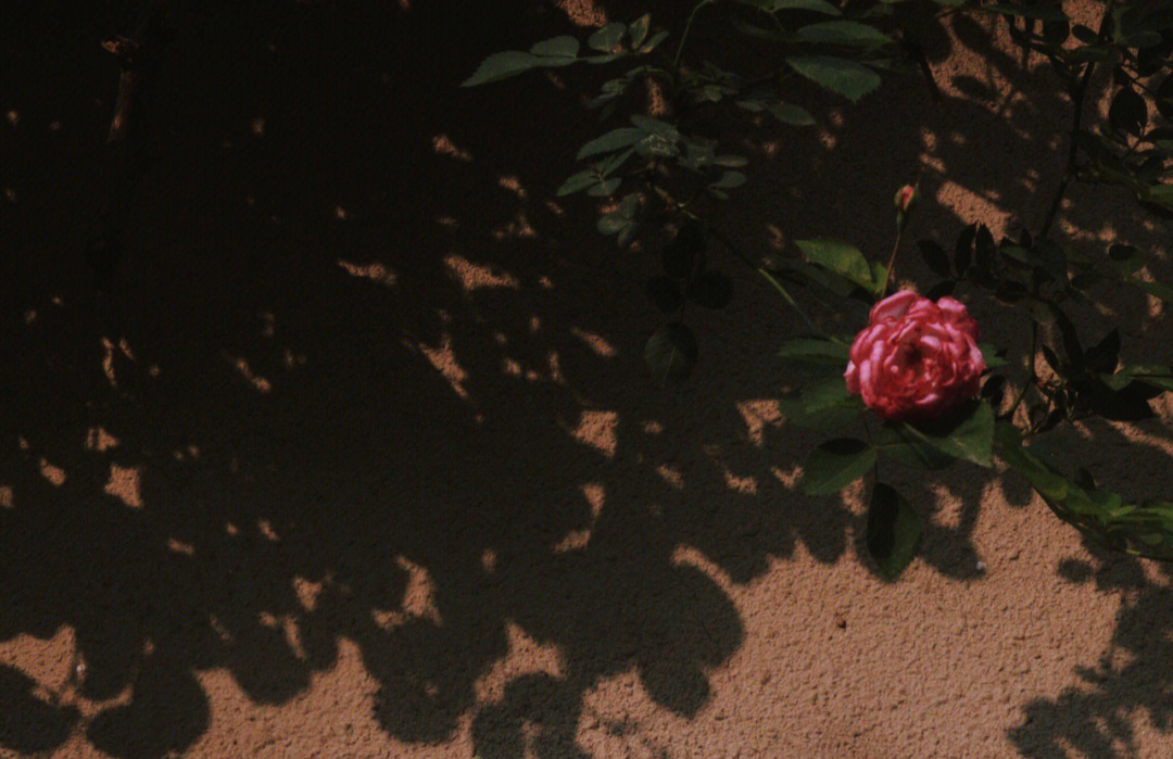 蜉蝣卷落日蔷薇图片