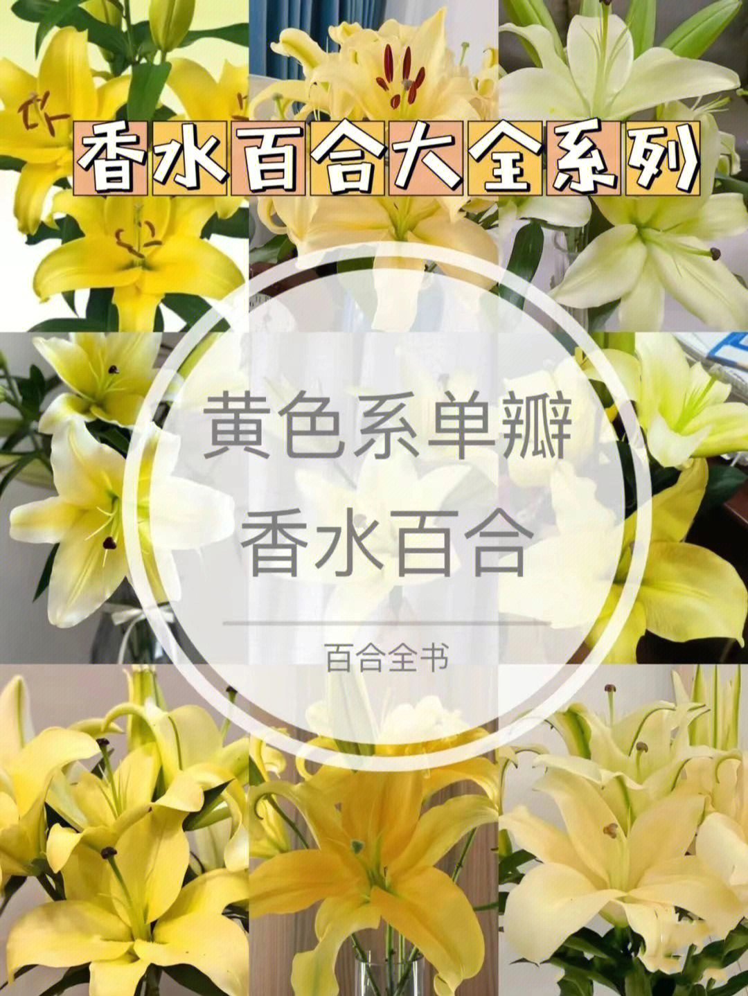 花艺提升花与花语百合花系列