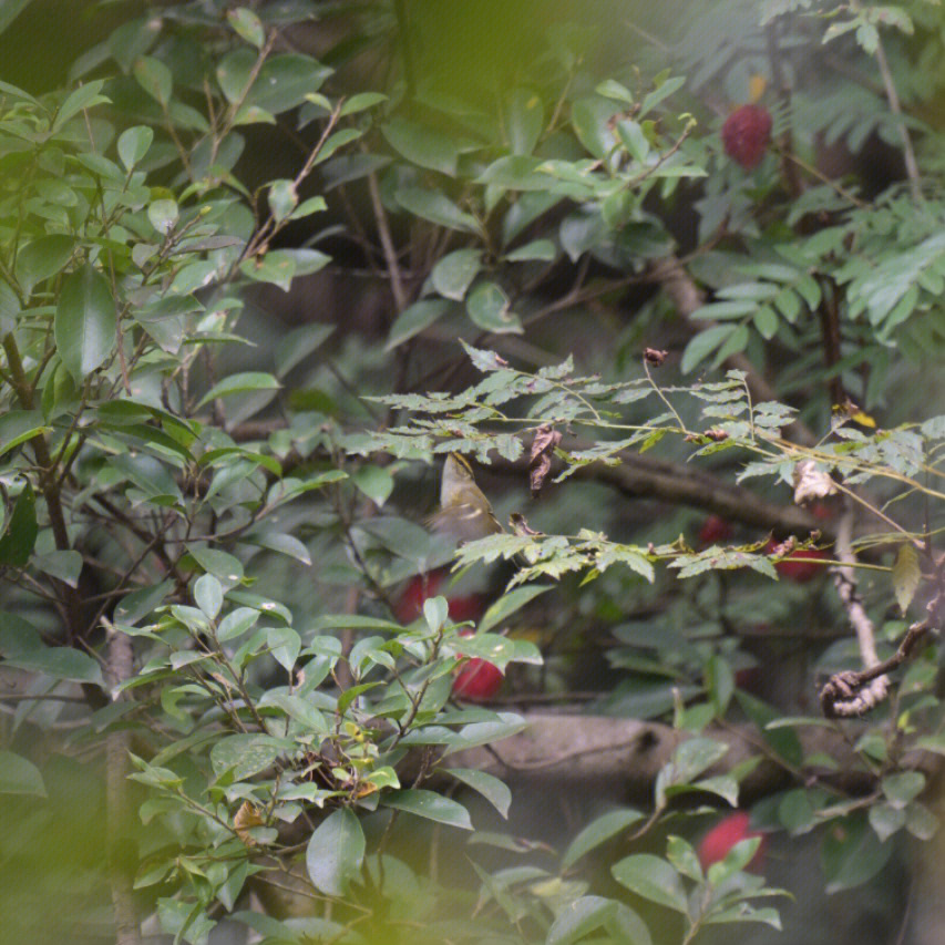 黄腰柳莺公母区分图片图片
