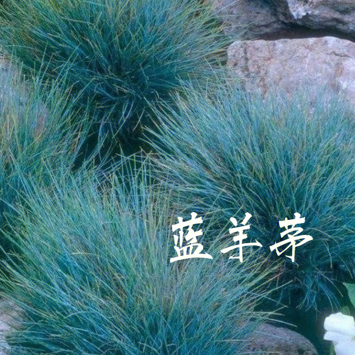 识草蓝羊茅