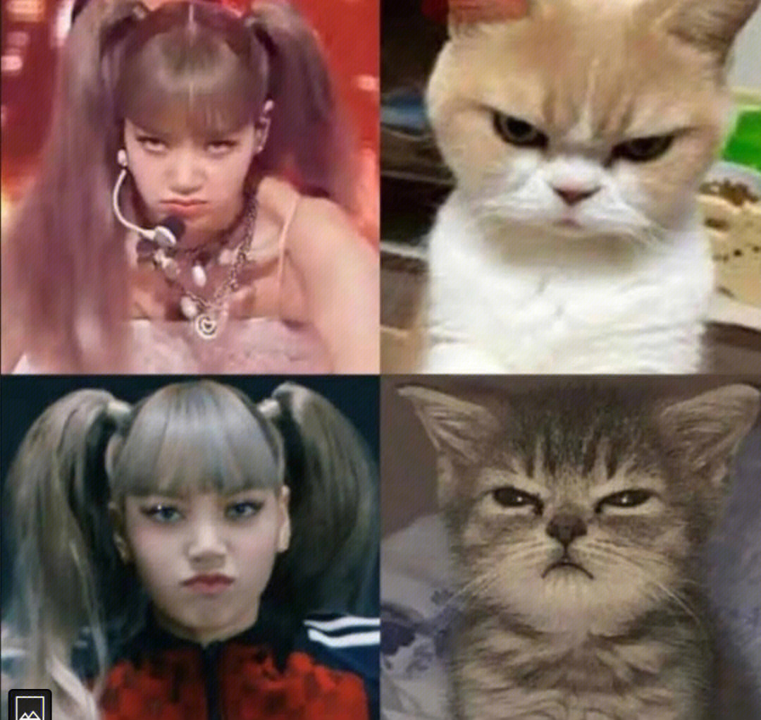 小猫咪lisa