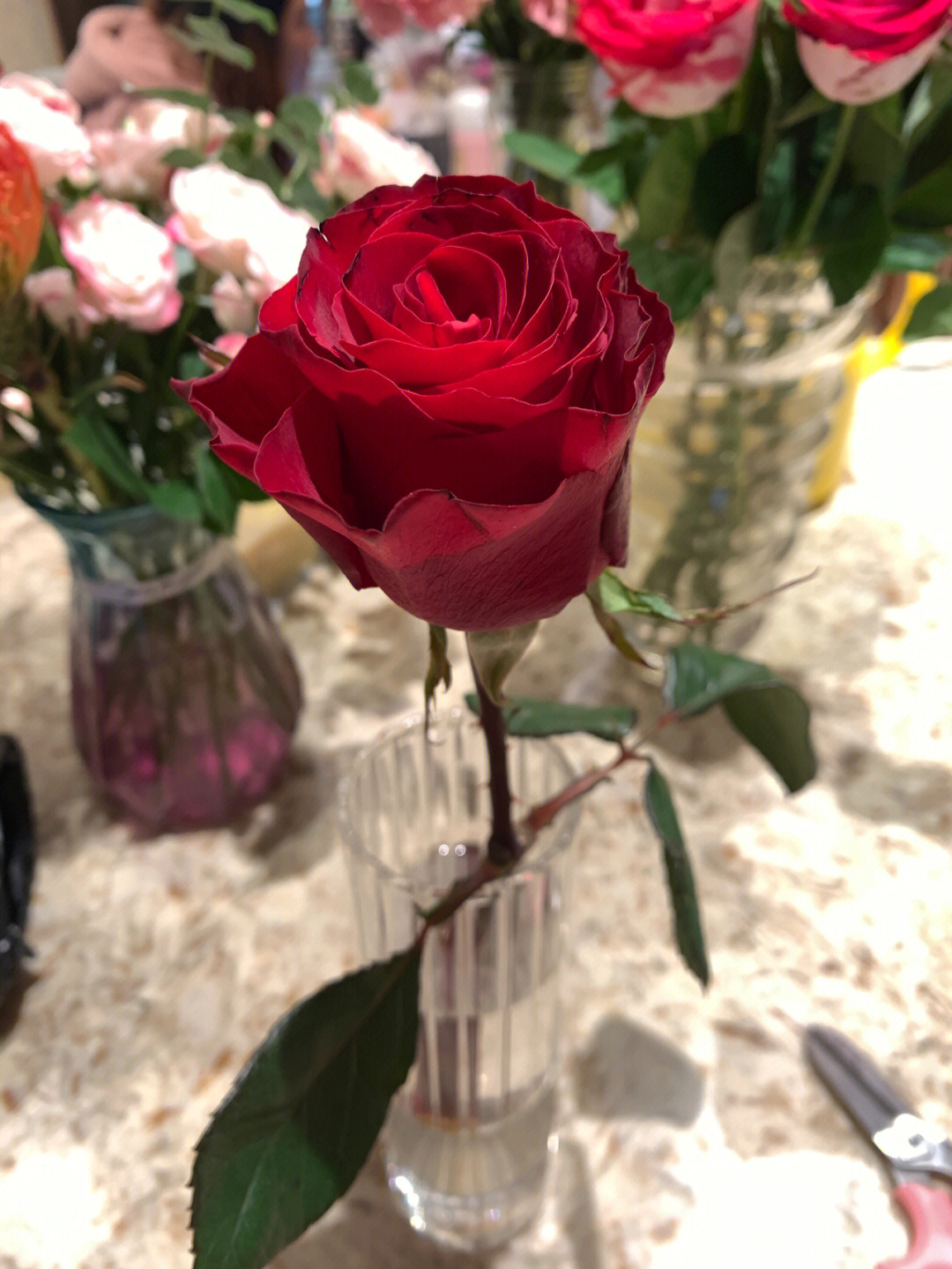 罗斯玫瑰花瓣图片