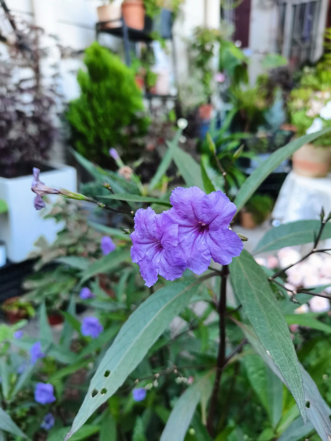 花期超长的植物翠芦莉00