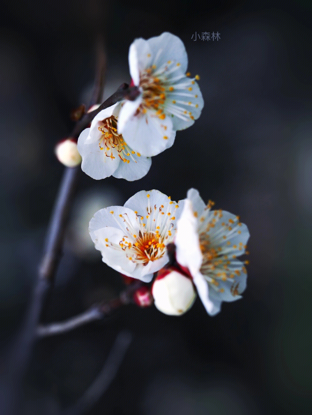 江梅梅花图片图片